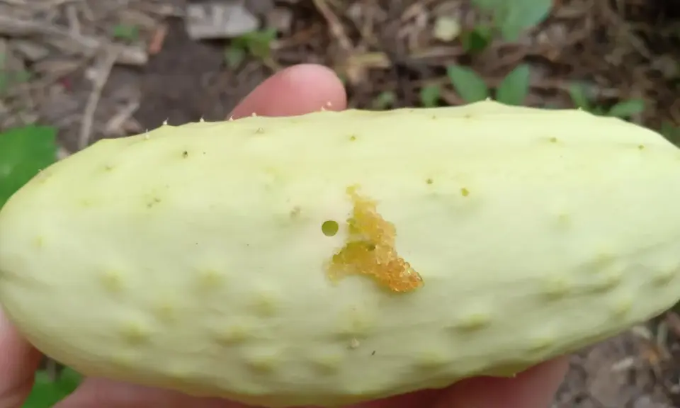 A pale green cucumber shows damage from a pickle worm, with a small hole and chewed-up flesh.