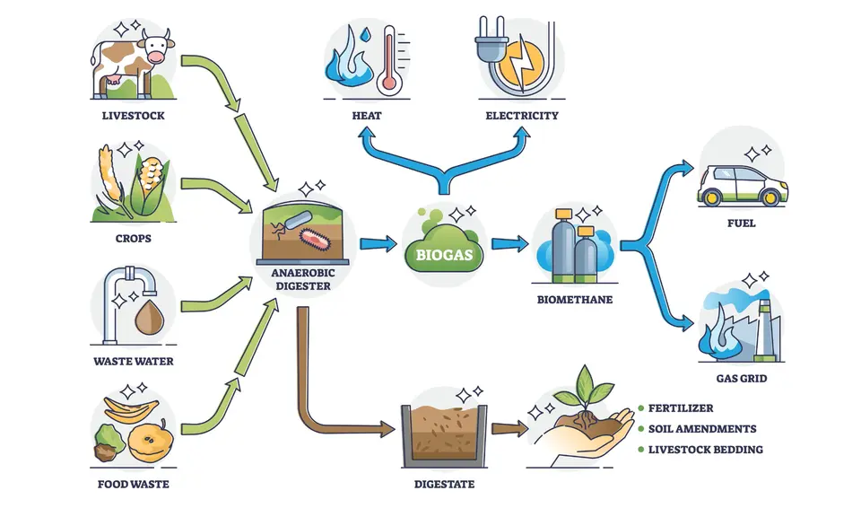 Schema zeigt, wie wird aus biomasse energie gewonnen: Gülle, Pflanzen, Abwasser und Lebensmittelabfälle werden in einem Biogasfermenter zu Biogas verarbeitet, das zu Wärme, Strom, Biokraftstoff und Gasnetz wird.