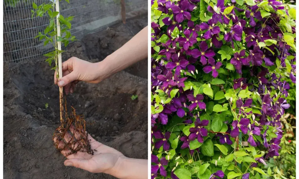 Sadzenie powojnika: młoda sadzonka z korzeniami w dłoniach i kwitnący clematis uprawa.