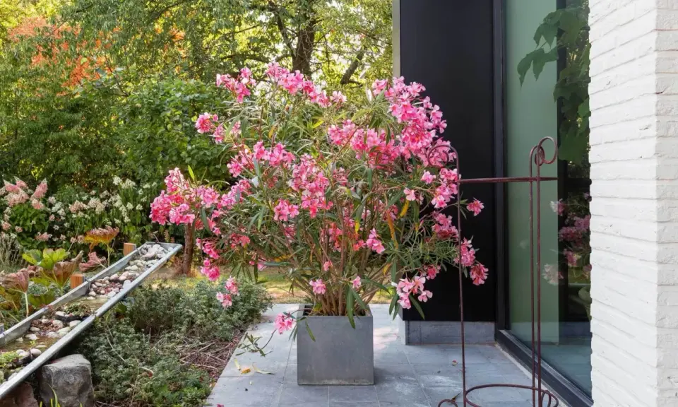 Ein üppiger Oleander im grauen Kübel, bereit zum Oleander umtopfen. Im Hintergrund ein moderner Garten mit Wasserspiel.