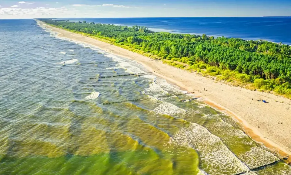 Plaża z sosnowym lasem i falującym morzem. Tu może być najcieplejsza woda w Bałtyku, idealna na letni relaks.
