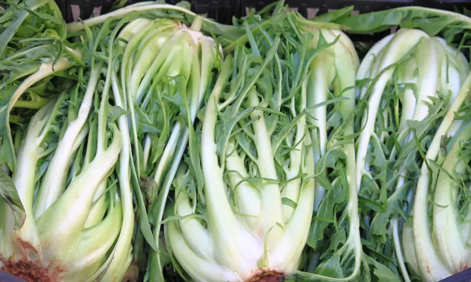 Des endives belges, parfaites pour une salade cornet d'Anjou croquante et savoureuse.