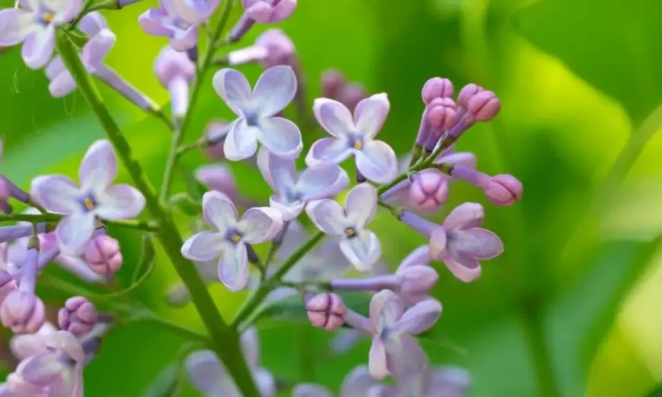 Delicate lilac blossoms, a sign that lilac bushes bloom in spring, unfurl their pale purple petals against a soft green background.