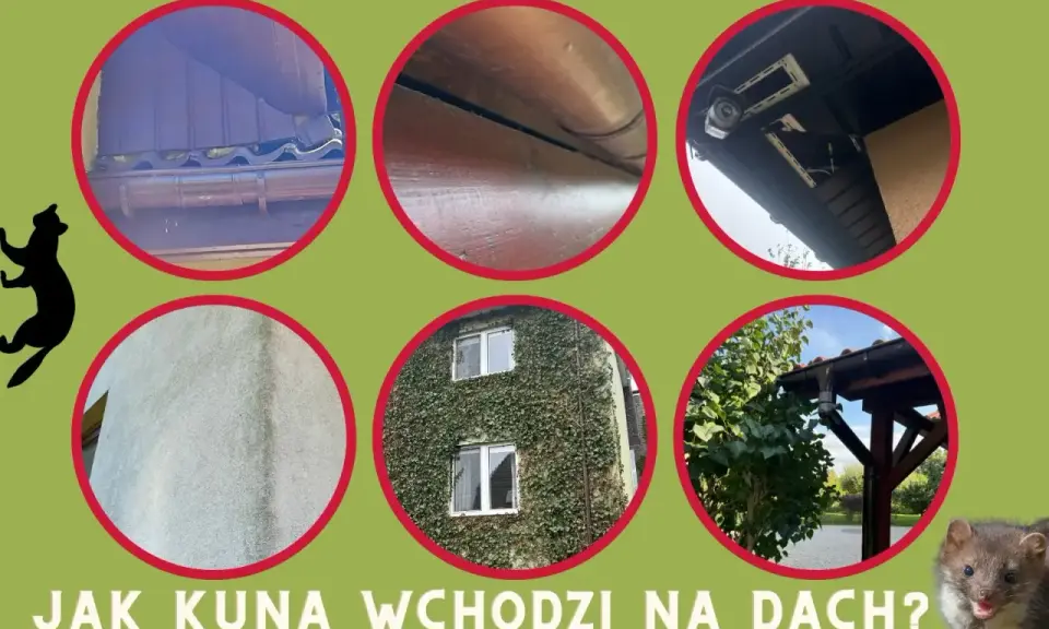 Kuna w domu? Zobacz, jak zwierzę wspina się po rynnach i ścianach, by dostać się na dach. Zdjęcia pokazują potencjalne punkty wejścia.