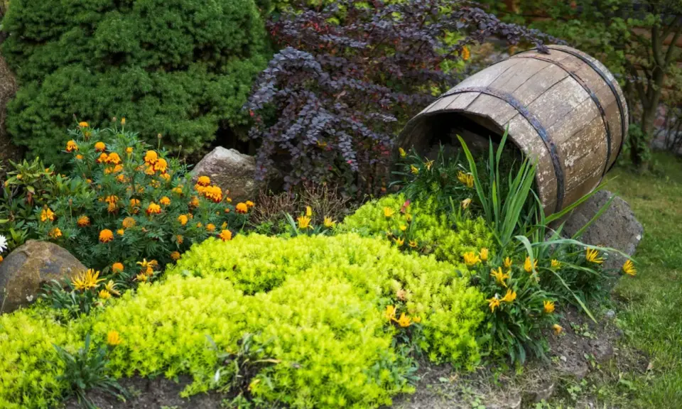 En gammal tunna vilar bland låga blommande buskar och gröna växter. Orange och gula blommor lyser upp trädgården.