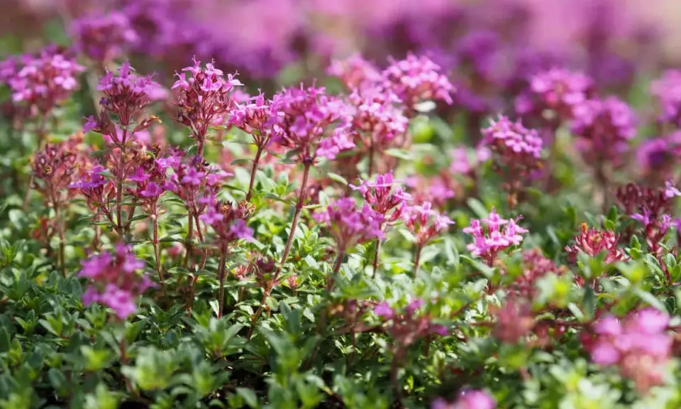 Champ de thym serpolet aux fleurs roses et violettes, avec un feuillage vert dense.