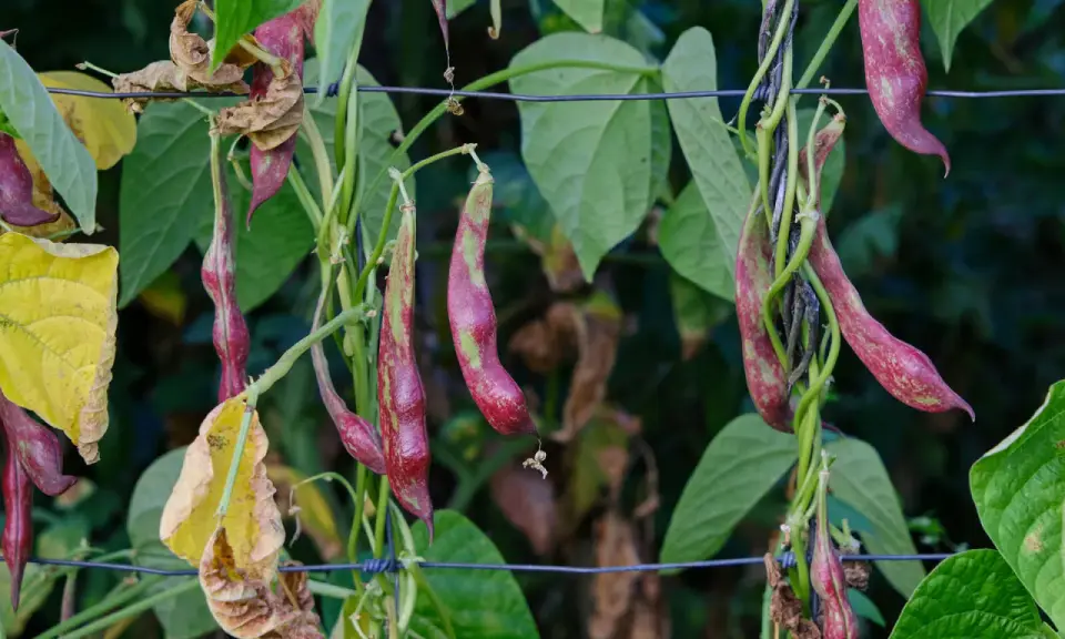 Reife feuerbohnen hängen an der Ranke. Die grünen Blätter und die violett-grünen Schoten sind bereit zum ernten.