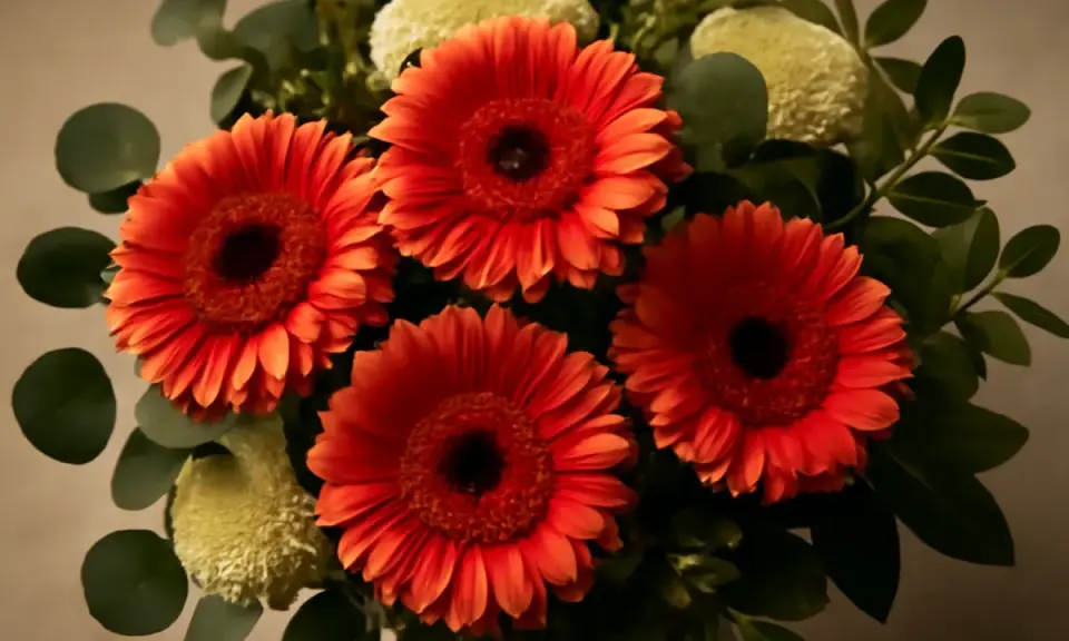 En bukett med lysande orange gerbera blommor, omgiven av gröna blad och fluffiga vita blommor.