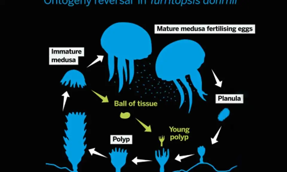 Ciclo vitale della medusa Turritopsis dohrnii: da planula a polipo, poi medusa immatura e adulta, con la capacità di tornare a uno stadio di "palla di tessuto".