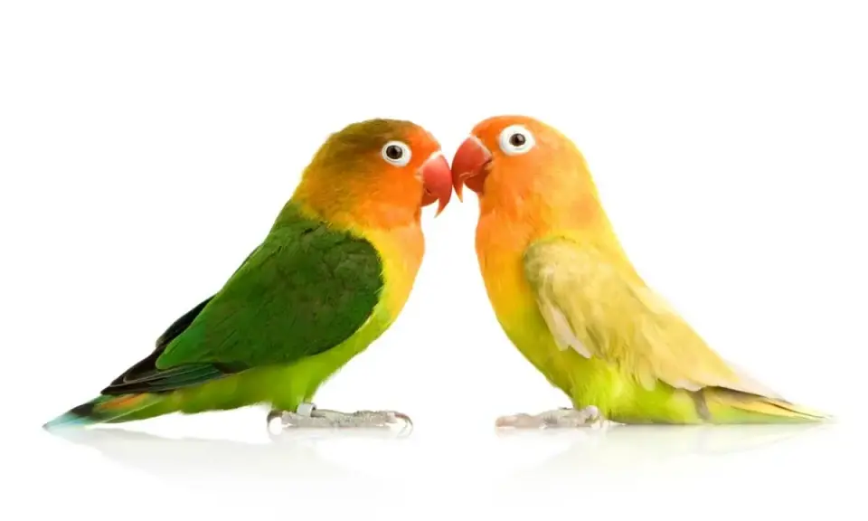 Due inseparabili pappagallini si guardano. Meglio pappagallo maschio o femmina? Entrambi sono bellissimi e colorati.