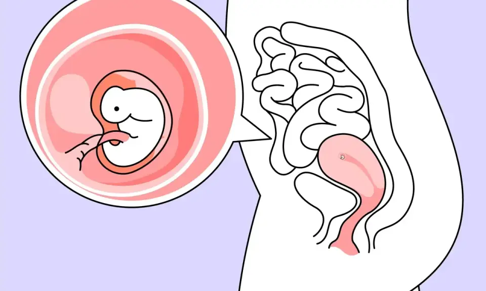 Ein Embryo in der 6. SSW wächst in der Gebärmutter. Der kleine Mensch entwickelt sich rasant.