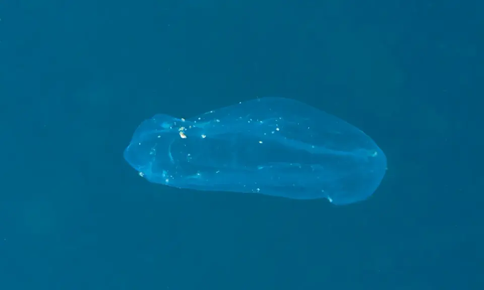 Una medusa qualle trasparente fluttua nell'acqua blu, mostrando le sue delicate strutture interne.