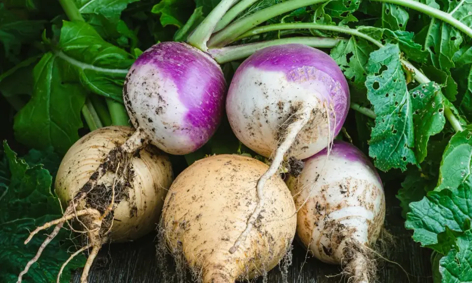 Navets fraîchement récoltés, prêts à être cuisinés. L'idéal pour planter des navets et profiter de ce légume racine.
