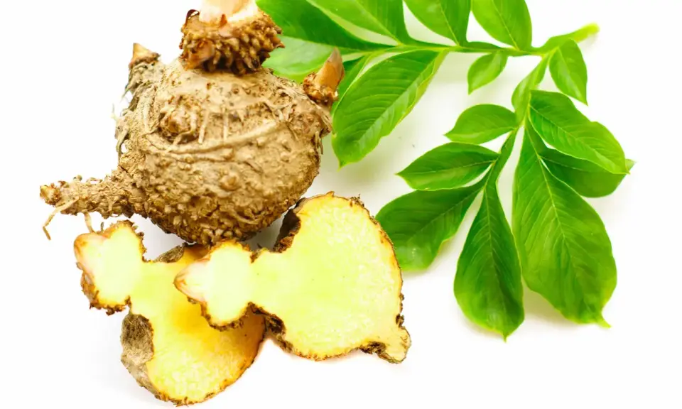 Bulwa konjac, znana też jako Amorphophallus konjac, z zielonymi liśćmi. Pokazuje, konjac co to jest za roślina.