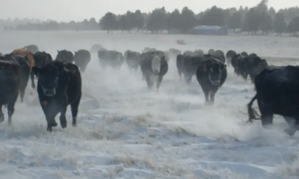 Cattle herd running through snow. Some plants can contain prussic acid, a dangerous toxin for livestock.