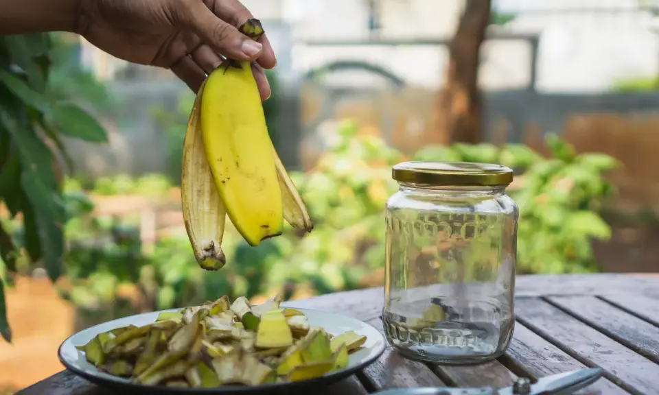 Ręka trzyma skórki banana nad talerzem z pokrojonymi resztkami. Obok stoi słoik, idealny do przygotowania nawozu z bananów. Jak często podlewać rośliny takim nawozem?