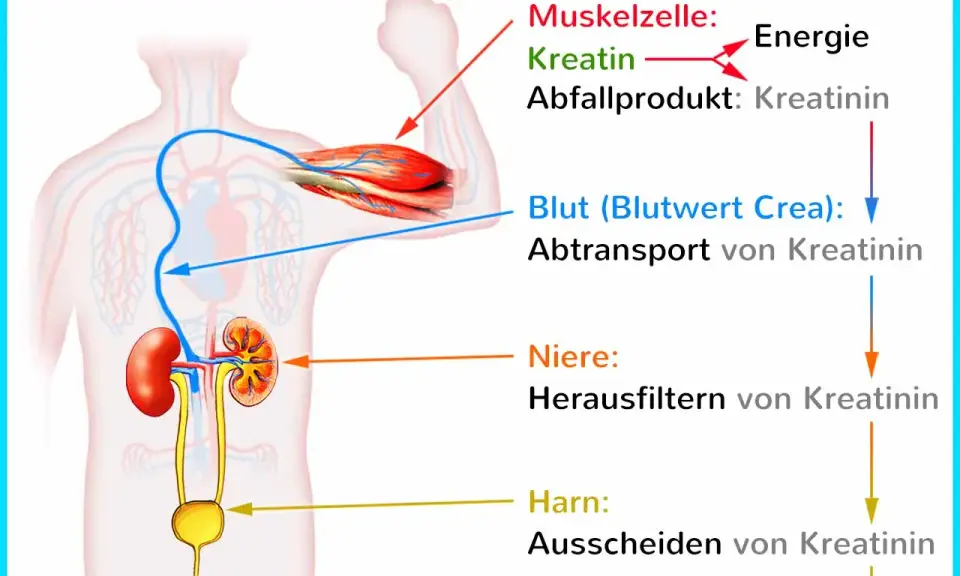 Muskeln produzieren Kreatinin als Abfallprodukt. Der Blutwert zeigt, wie die Nieren Kreatinin filtern und ausscheiden.
