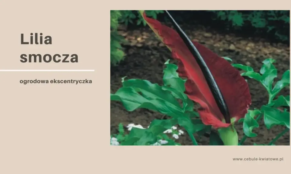 Lilia smocza, egzotyczny kwiat o intensywnie czerwonym kielichu, otoczona bujnymi, zielonymi liśćmi.