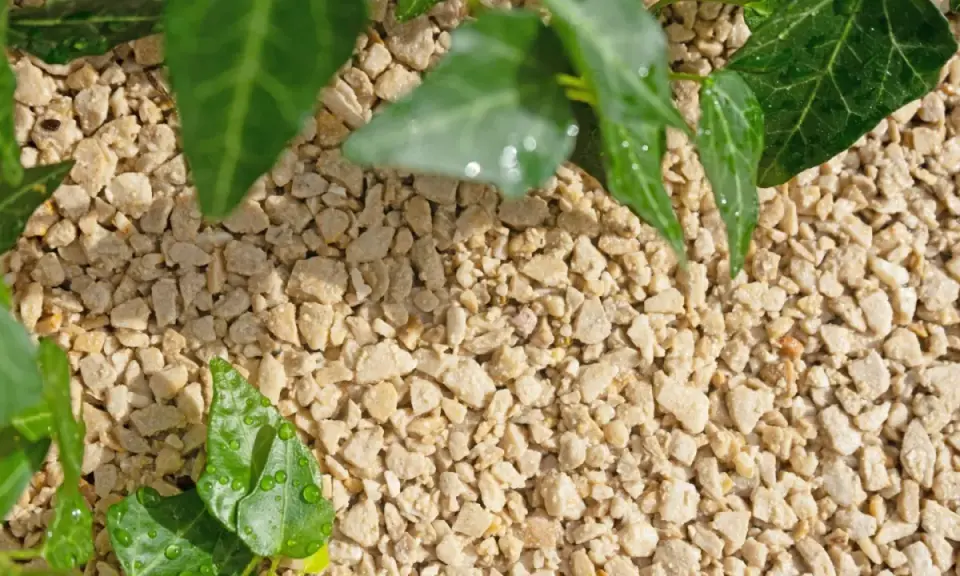 Feuilles vertes et humides d'une plante grimpante sur un sol écologique composé de petits graviers clairs.