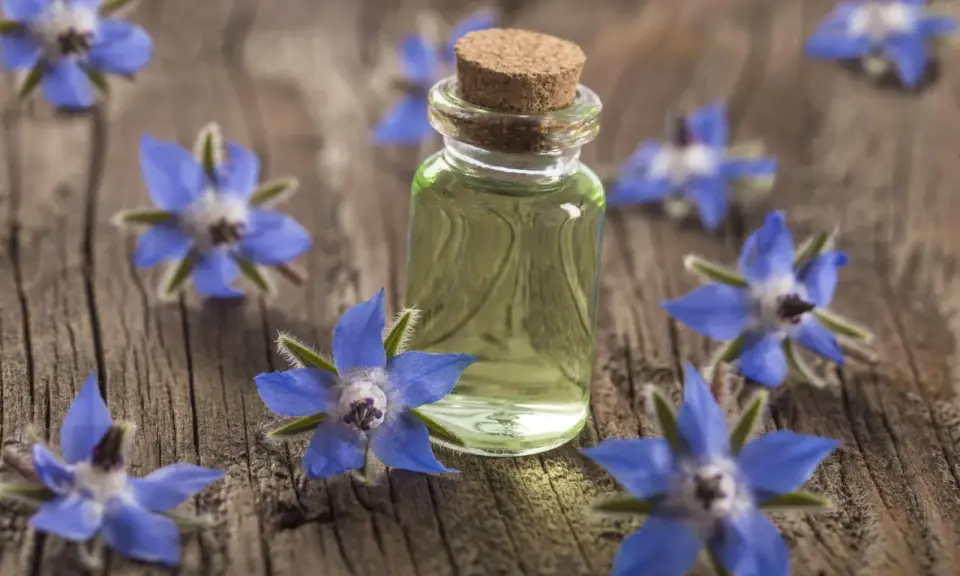 Flacon d'huile de bourrache entouré de fleurs bleues sur fond de bois. Découvrez les bienfaits de cette huile précieuse.
