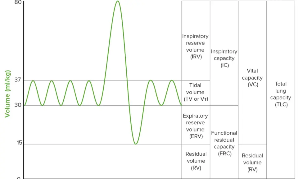 Diagramm zeigt Lungenvolumina, wie Tidalvolumen, Inspiratorisches Reservevolumen und Residualvolumen (RV).