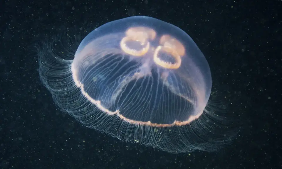 Una medusa trasparente fluttua nell'oscurità, con le sue delicate frange che si estendono. Sembra quasi che le meduse abbiano il cuore, con quelle forme rotonde al centro.