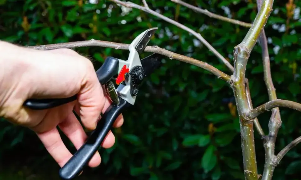 Mano podando una rama de manzano con tijeras de podar. Es el momento ideal cuando se podan los manzanos para asegurar una buena cosecha.