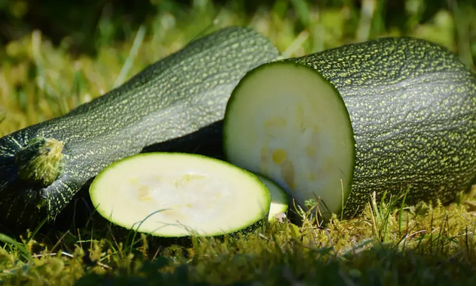 En hel och en halv zucchini i kruka, med skivor på gräset.