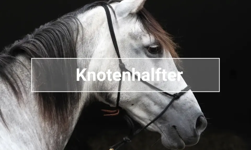Ein graues Pferd trägt ein Knotenhalfter. Der Knoten ist deutlich sichtbar.