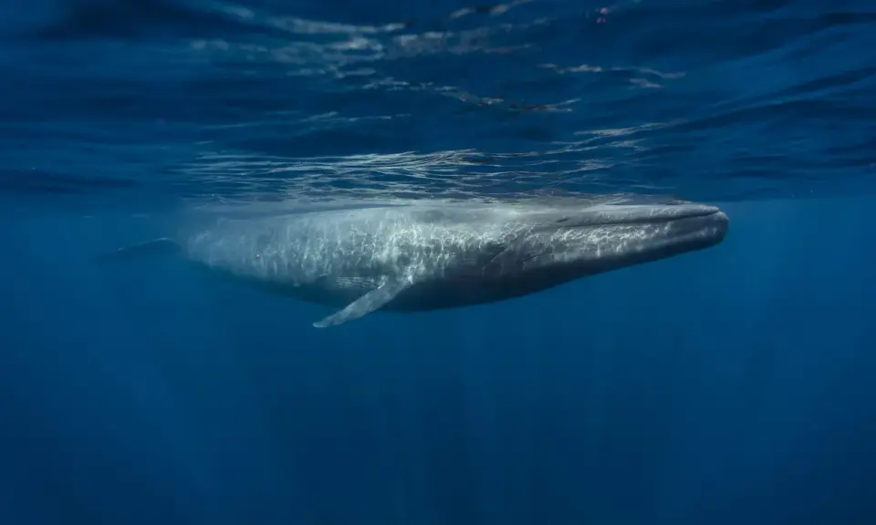 Una balenottera azzurra nuota sotto la superficie dell'oceano. La sua longevità è sorprendente, ma quanto vive una balenottera azzurra?