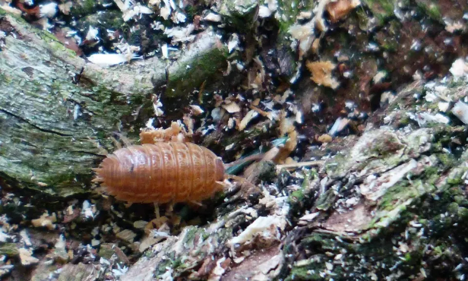 Un cochinilla, uno de los bichos de humedad, se arrastra sobre corteza húmeda y musgosa.