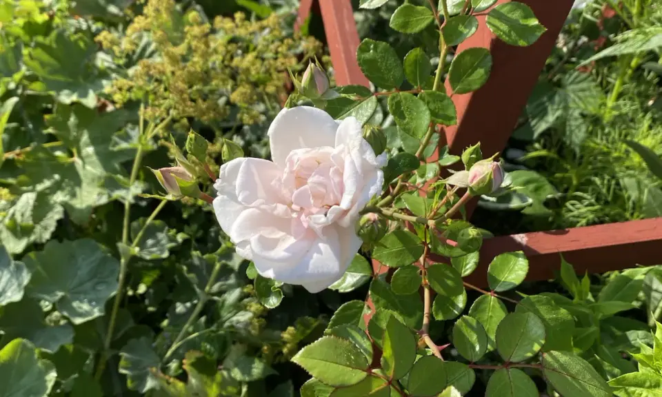 A pale pink rose blooms on a thorny stem, surrounded by green leaves and rosebuds.