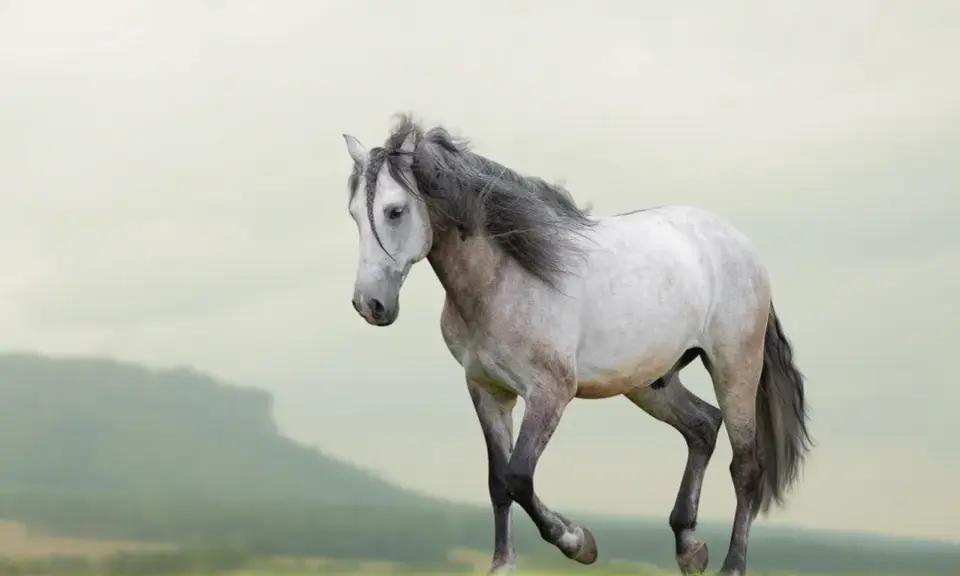 Ein elegantes Lusitano Pferd mit grauer Mähne galoppiert über eine grüne Wiese vor einer sanften Hügellandschaft.