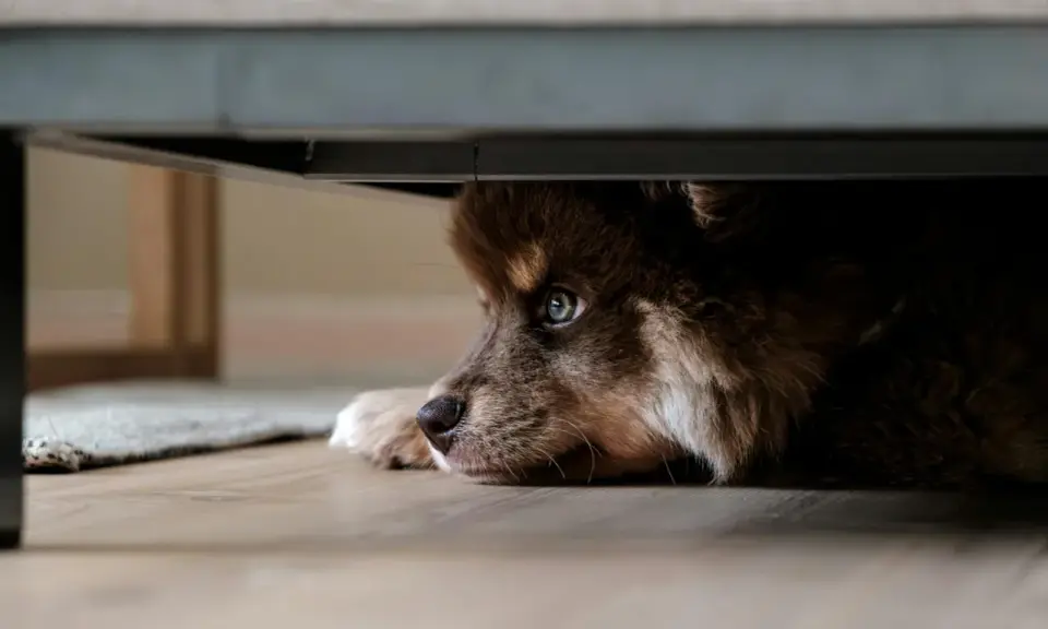 Un adorable chien qui se cache sous un meuble, ses yeux bleus scrutant l'extérieur avec curiosité.