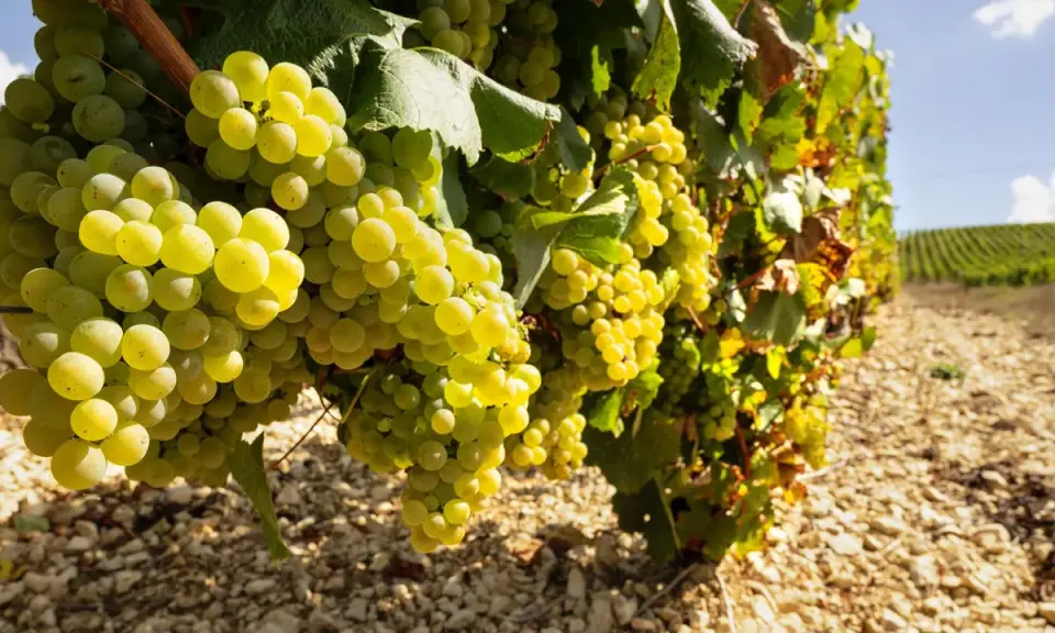 Reife Chardonnay-Trauben hängen an einem Rebstock. Diese Chablis-Rebsorte reift unter der Sonne und verspricht einen köstlichen Wein.