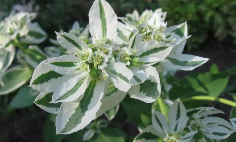 Kwiaty Euphorbia 'Diamond Frost' zachwycają bielą i zielenią.