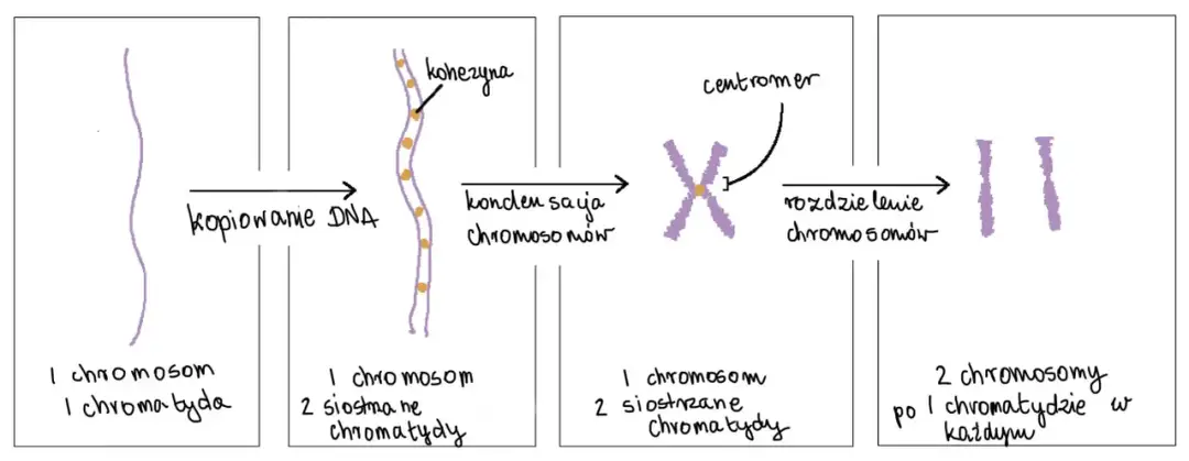 Schemat pokazuje podział chromosomu: od jednej chromatydy, przez kopiowanie DNA i kondensację, do rozdzielenia na dwa chromosomy, każdy z jedną chromatydą. To kluczowe dla zrozumienia, co to znaczy gen.