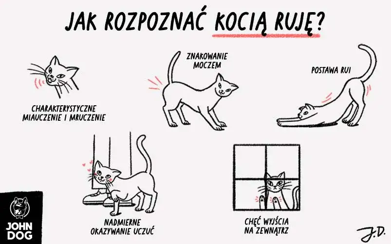 Jak wygląda ruja u kotki? Rozpoznaj objawy i pomóż jej!