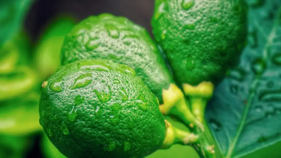 Limetten haltbar machen - So bleiben sie wochenlang frisch und saftig