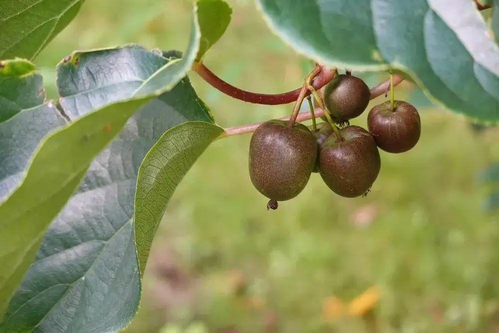 Jak uprawiać kiwi w Polsce - praktyczne porady na każdą porę roku