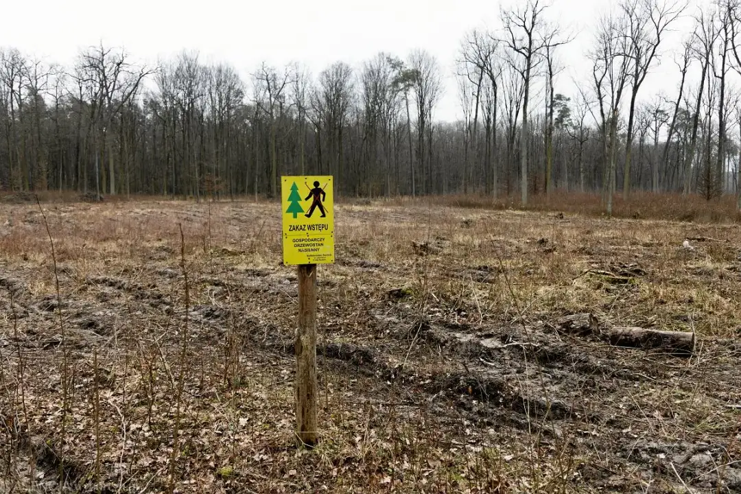Zrąb w lesie: Co to jest, dlaczego powstaje i jak odnawia się las?