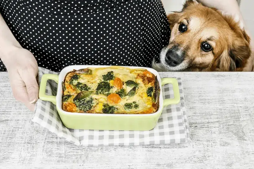 Czy pies może jeść kalafior gotowany? Bezpieczne porady i wskazówki