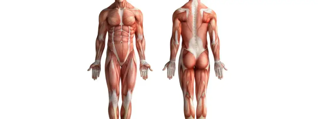 Todo lo que necesitas saber sobre los músculos del cuerpo humano