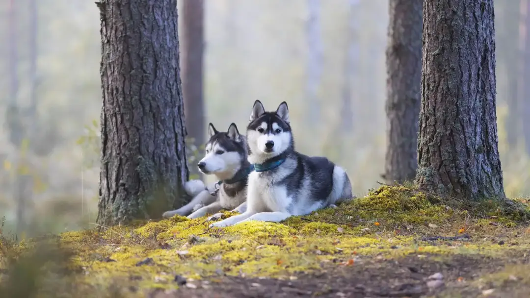 Ile żyje Husky? Kluczowe czynniki wpływające na długość życia psa