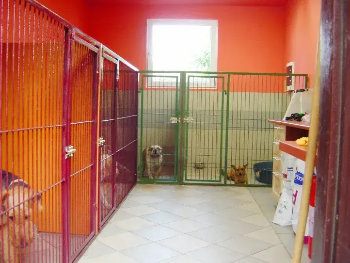 Jak założyć hotel dla psów: Kluczowe kroki i pułapki do uniknięcia