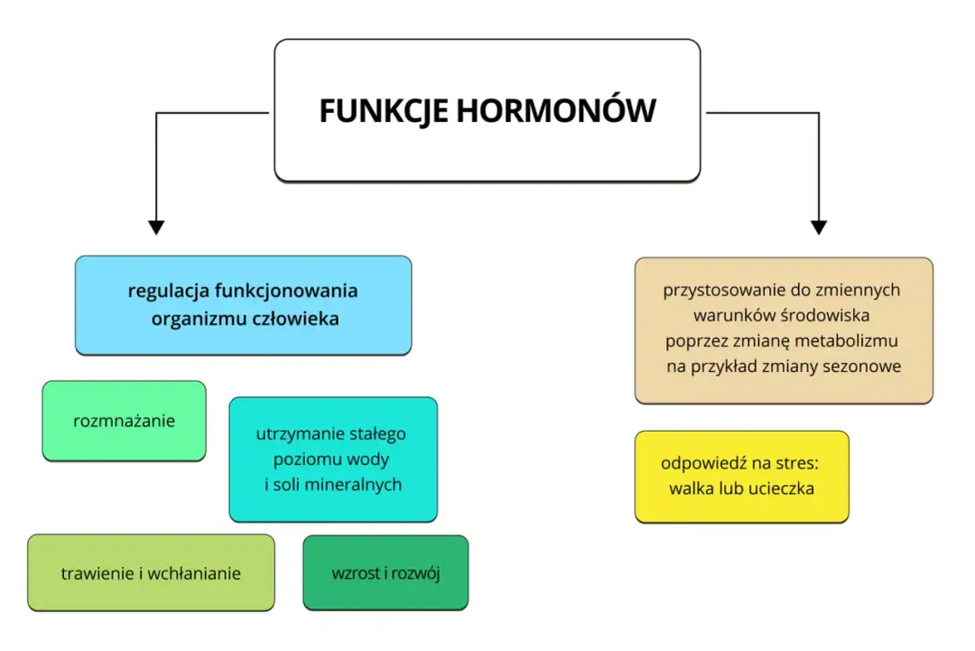 Układ hormonalny - Jak hormony sterują Twoim organizmem?