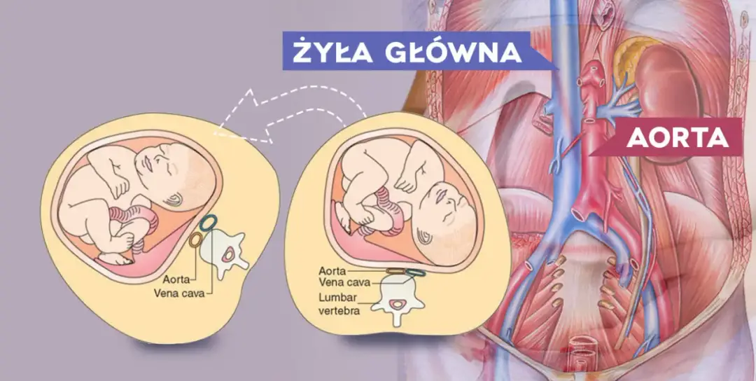 Jak przesuwają się narządy w ciąży - zaskakujące zmiany wewnętrzne
