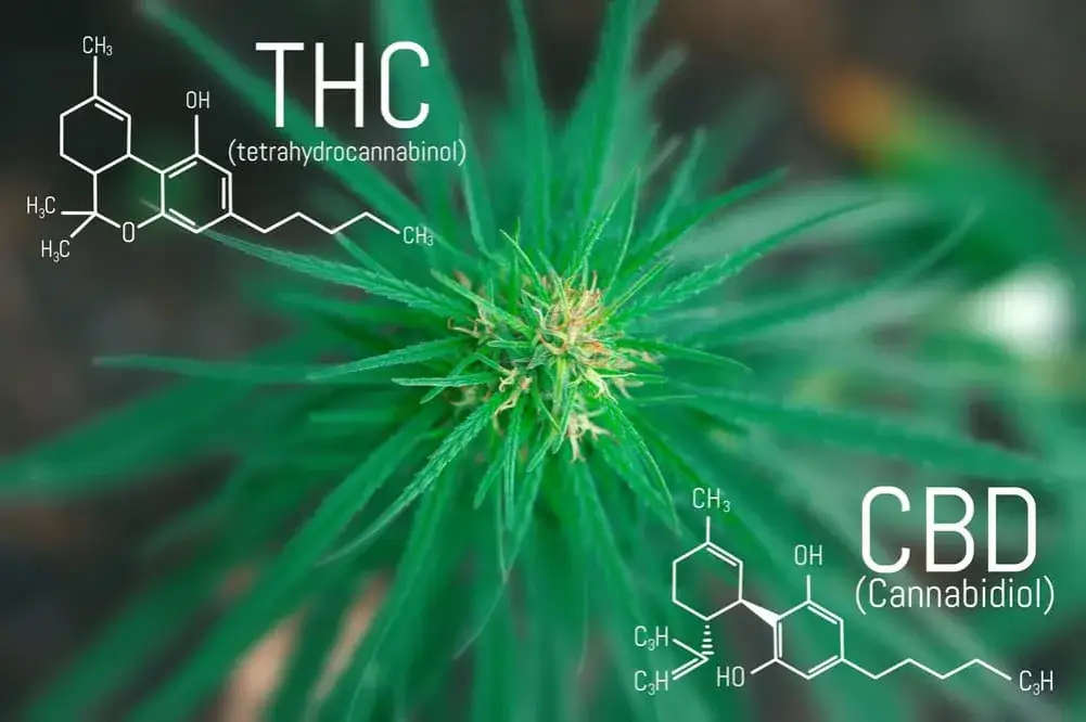 THC: Co to jest? Działanie, prawo w Polsce i różnice z CBD