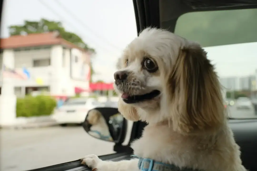 Piesek z zaciekawieniem wygląda przez okno samochodu, gotowy na przygodę z uber pets.