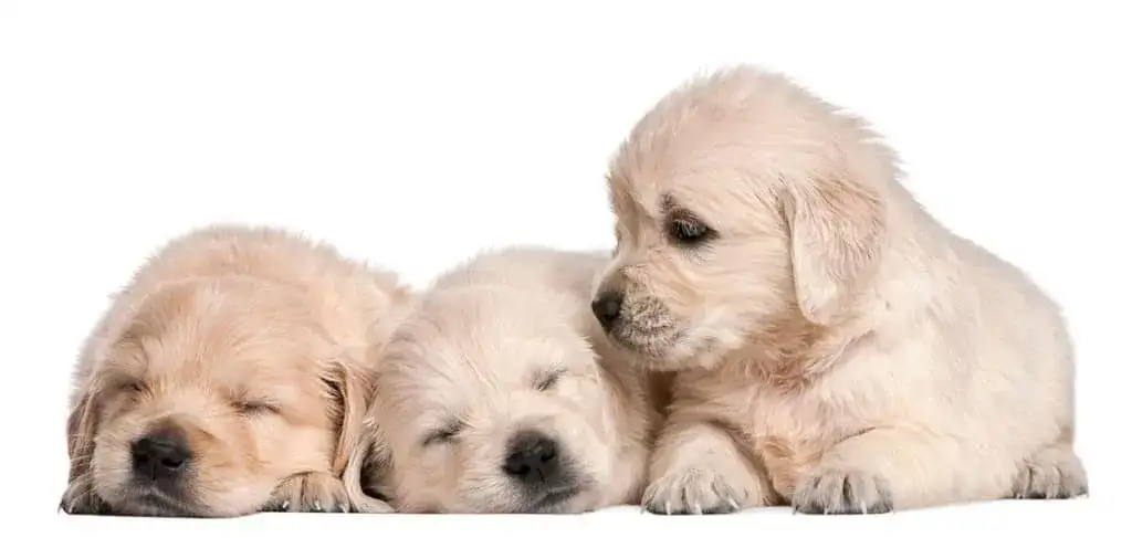 Ile kosztuje golden retriever z hodowli? Odkryj ukryte koszty!